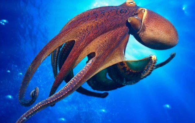 Ο αμερικανικός στρατός μελετά το δέρμα του χταποδιού για να δημιουργήσει «δυναμικό δέρμα» για καμουφλάζ